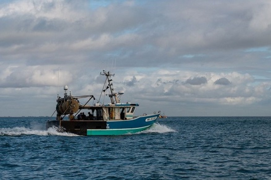 Pêche et dauphins : "Un mois d'interdiction, ce n'est pas assez"